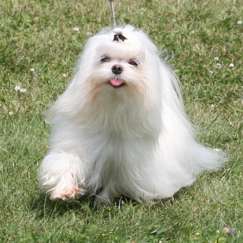 fabio4
